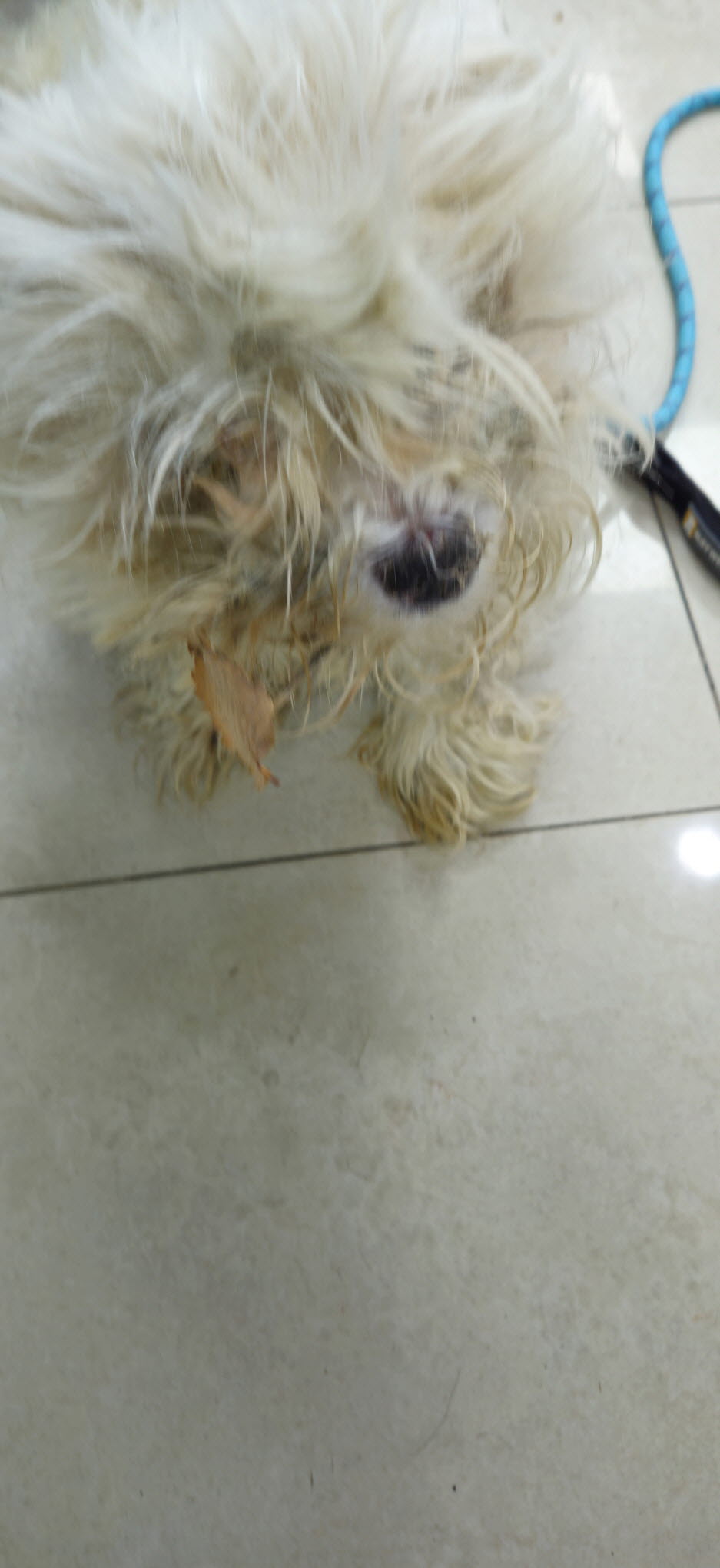 보호중 말티즈의 가…